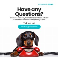 MyGotoVet